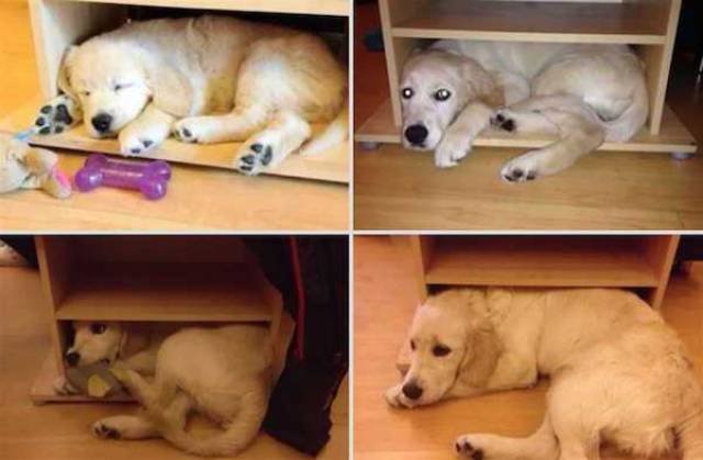 Dogs Grow Fast (28 pics)