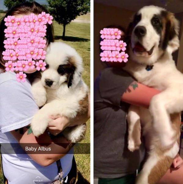 Dogs Grow Fast (28 pics)