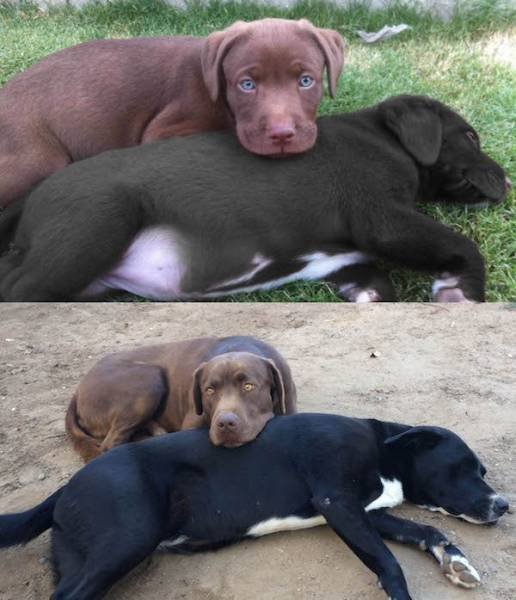 Dogs Grow Fast (28 pics)