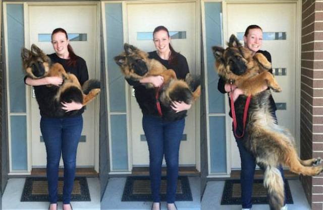 Dogs Grow Fast (28 pics)