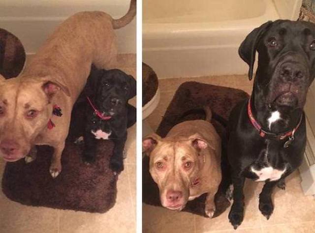 Dogs Grow Fast (28 pics)