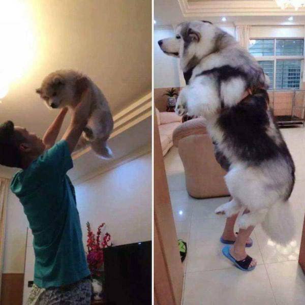 Dogs Grow Fast (28 pics)