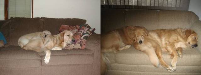 Dogs Grow Fast (28 pics)