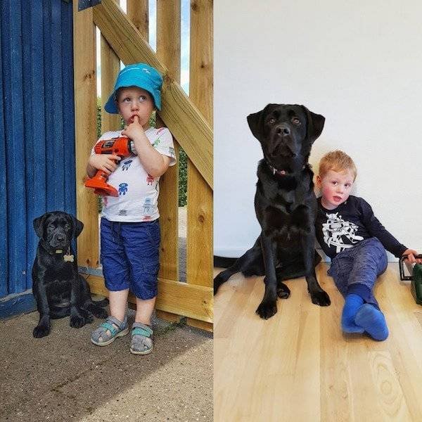 Dogs Grow Fast (28 pics)
