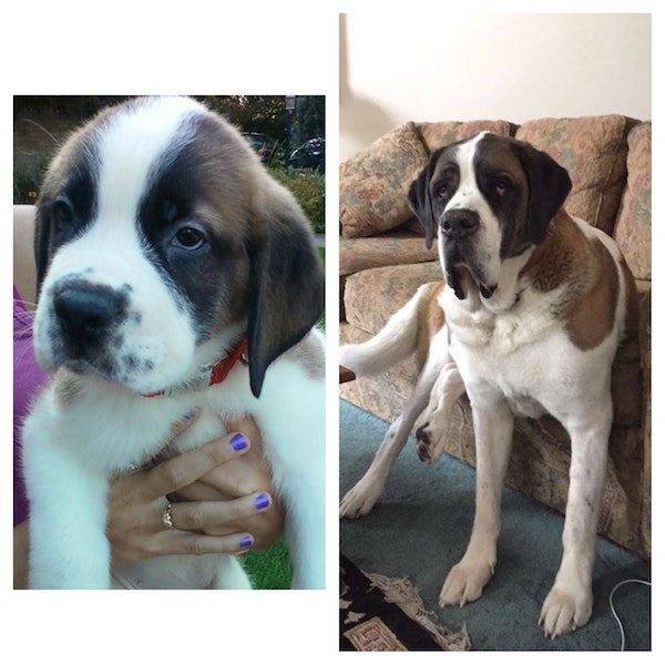 Dogs Grow Fast (28 pics)