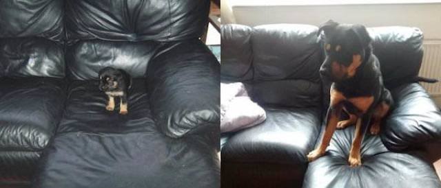 Dogs Grow Fast (28 pics)