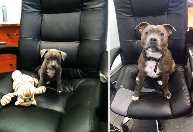 Dogs Grow Fast (28 pics)