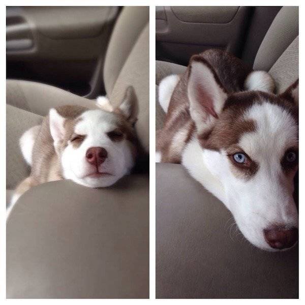 Dogs Grow Fast (28 pics)