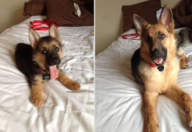 Dogs Grow Fast (28 pics)