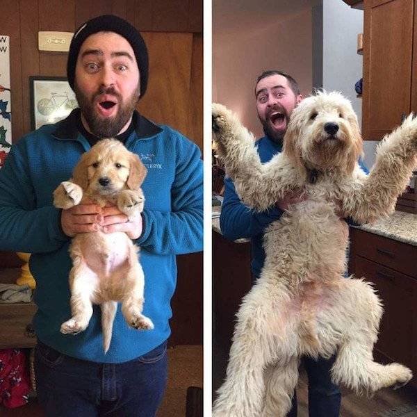 Dogs Grow Fast (28 pics)