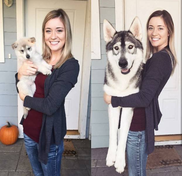 Dogs Grow Fast (28 pics)
