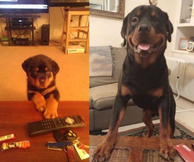 Dogs Grow Fast (28 pics)