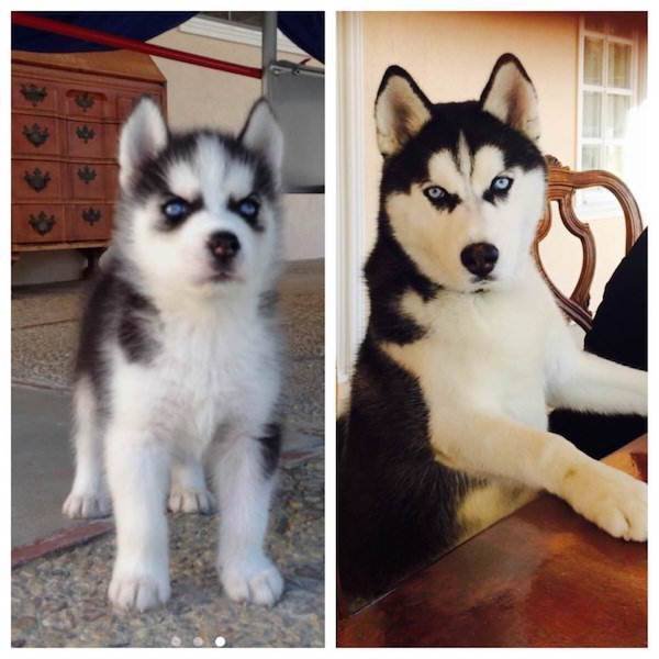 Dogs Grow Fast (28 pics)
