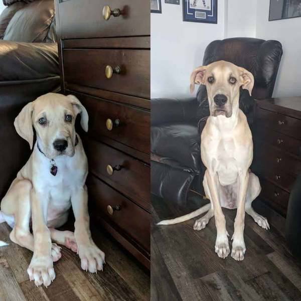 Dogs Grow Fast (28 pics)