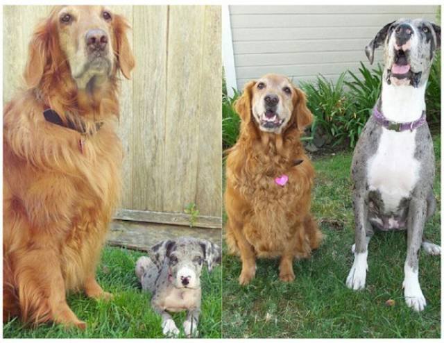 Dogs Grow Fast (28 pics)