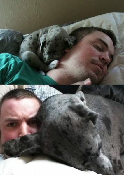 Dogs Grow Fast (28 pics)