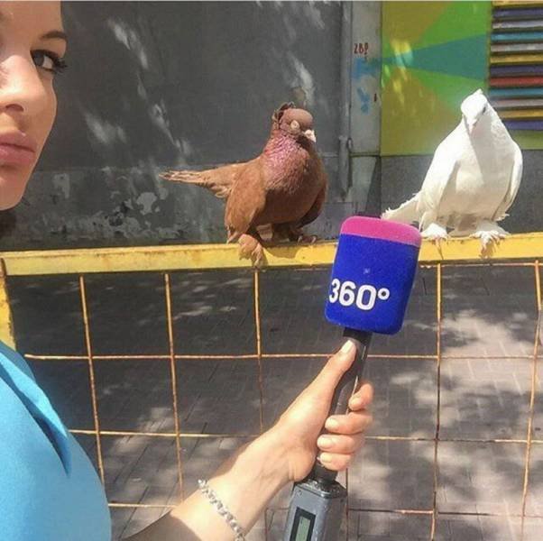 What Is Going On Here? (51 pics)