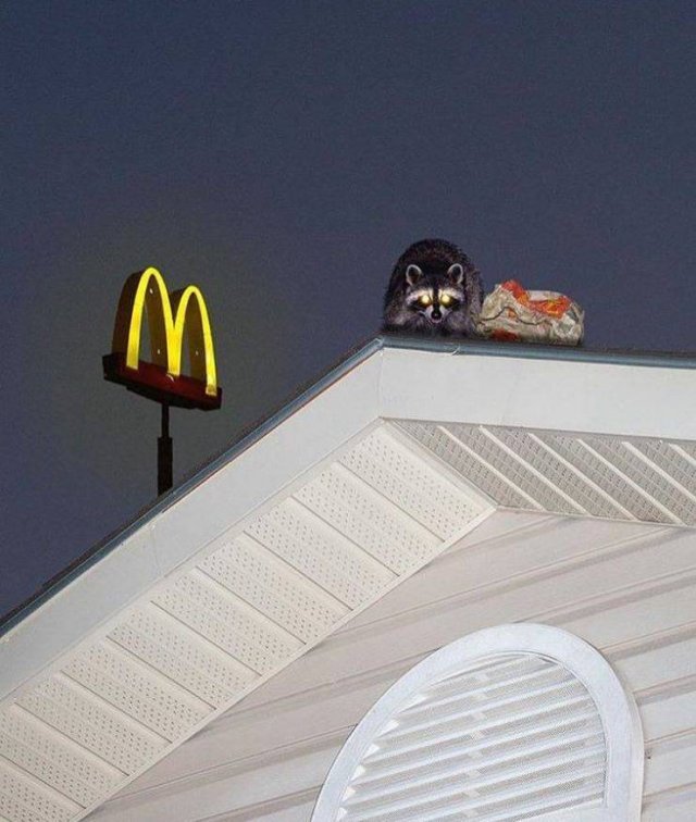 What Is Going On Here? (51 pics)