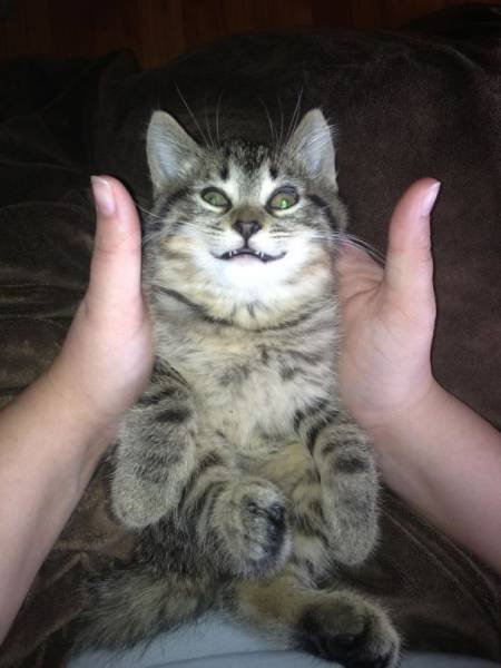 People Share Their Naughty Cats (45 pics)
