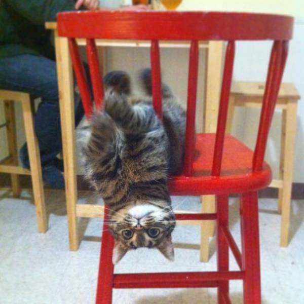 People Share Their Naughty Cats (45 pics)