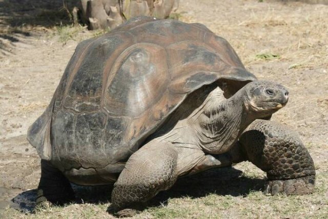 Random Facts (17 pics)