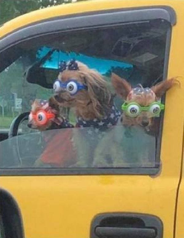 Funny Animals (51 pics)