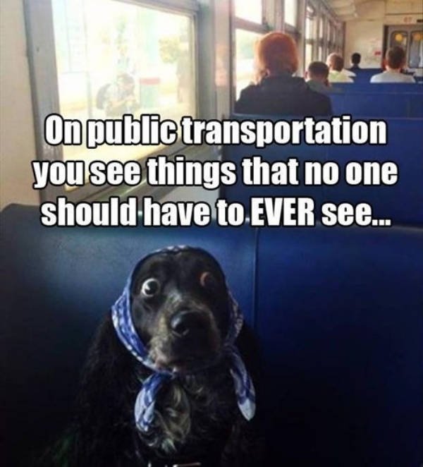 Funny Animals (51 pics)