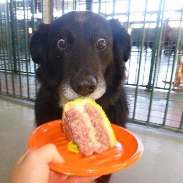 Funny Animals (51 pics)