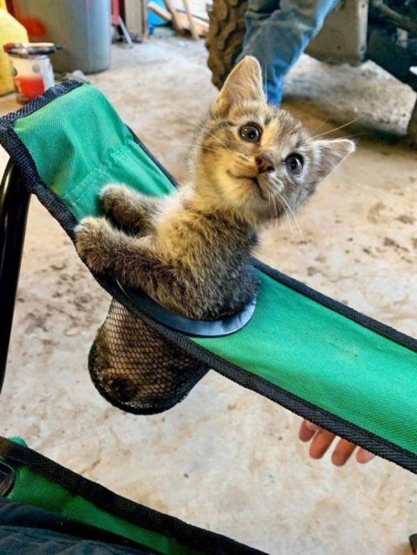 Funny Animals (51 pics)