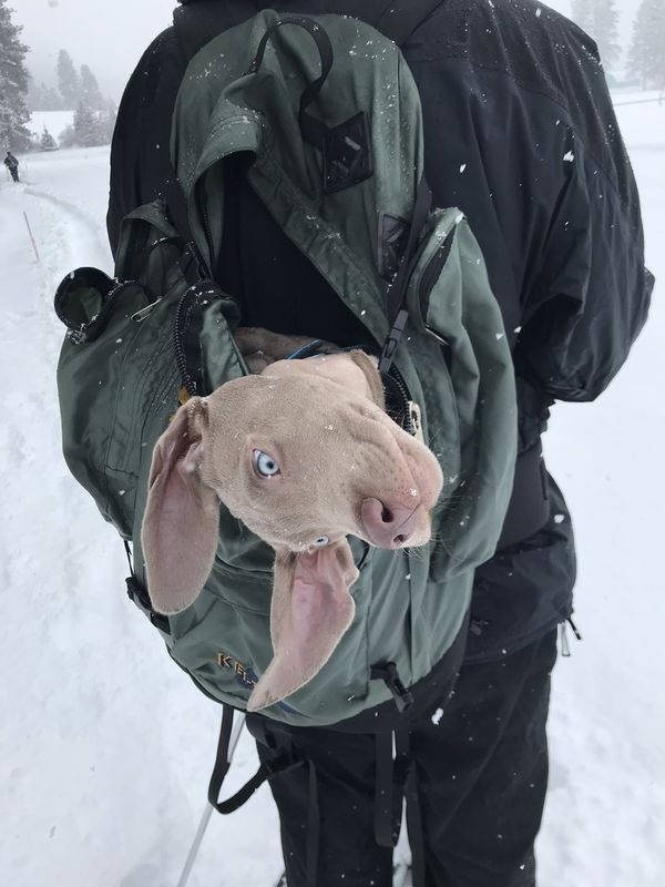 Funny Animals (51 pics)