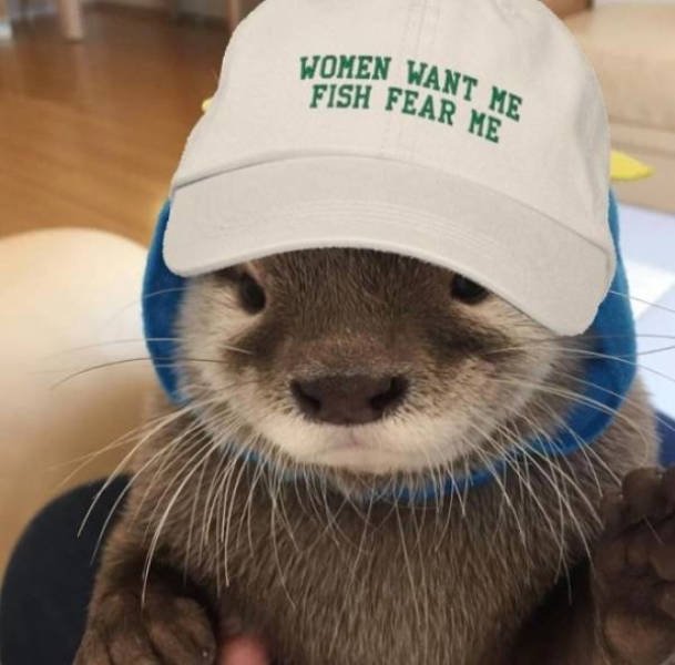 Funny Animals (51 pics)