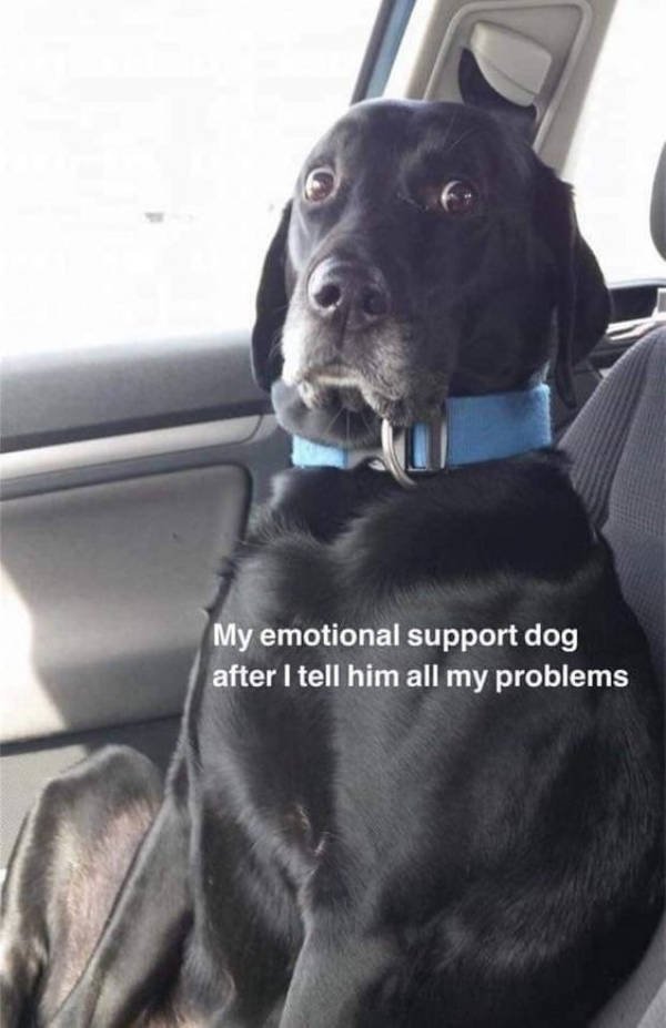Funny Animals (51 pics)