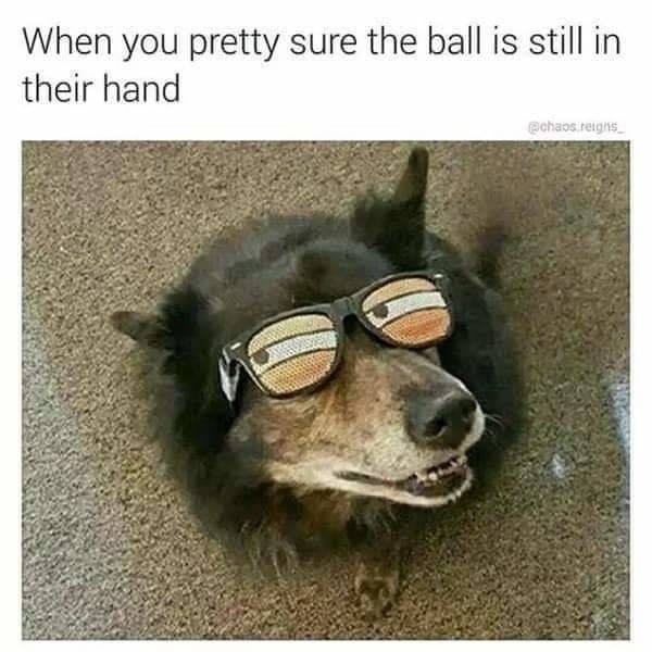 Funny Animals (51 pics)