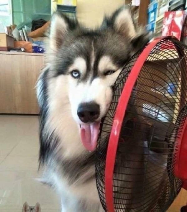 Funny Animals (51 pics)