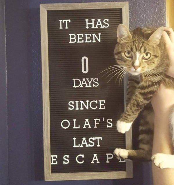 Funny Animals (51 pics)