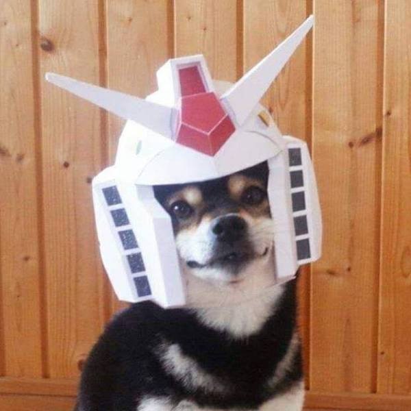 Funny Animals (51 pics)