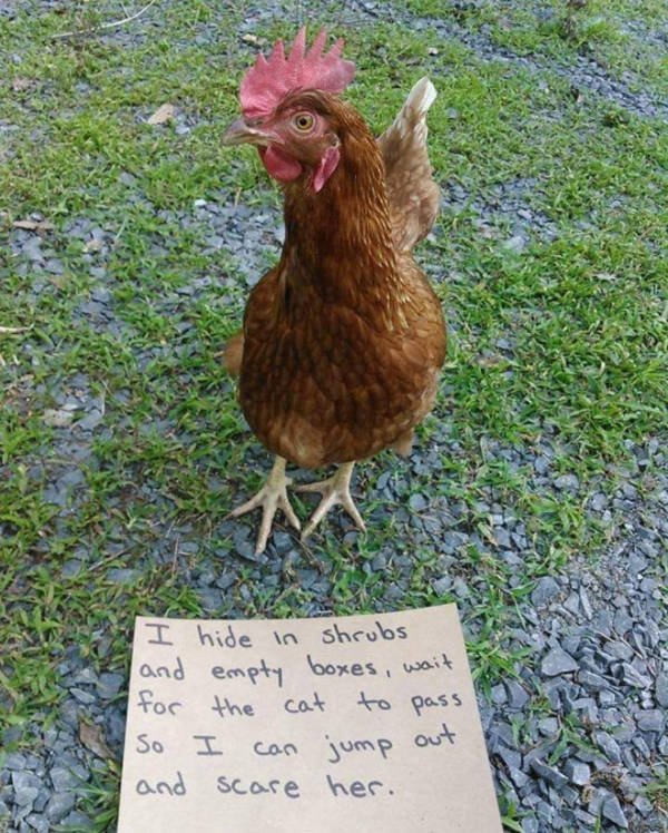 Funny Animals (51 pics)
