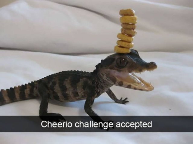 Funny Animals (51 pics)