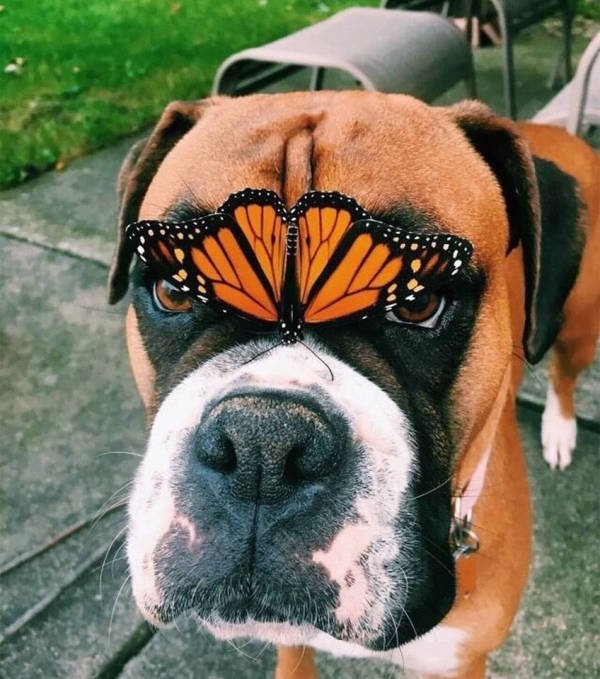 Funny Animals (51 pics)