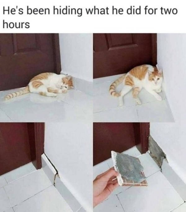 Funny Animals (51 pics)