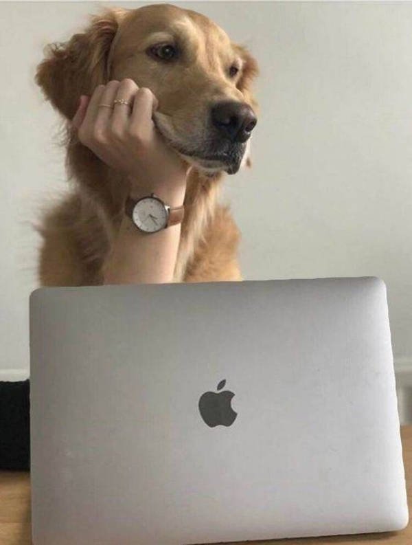 Funny Animals (51 pics)