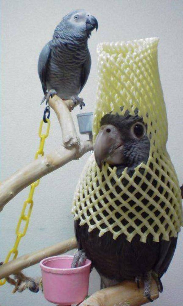 Funny Animals (51 pics)