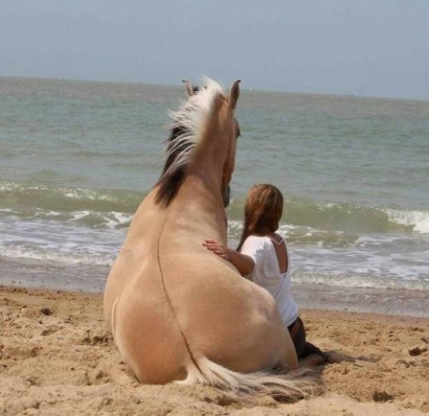 Funny Animals (51 pics)