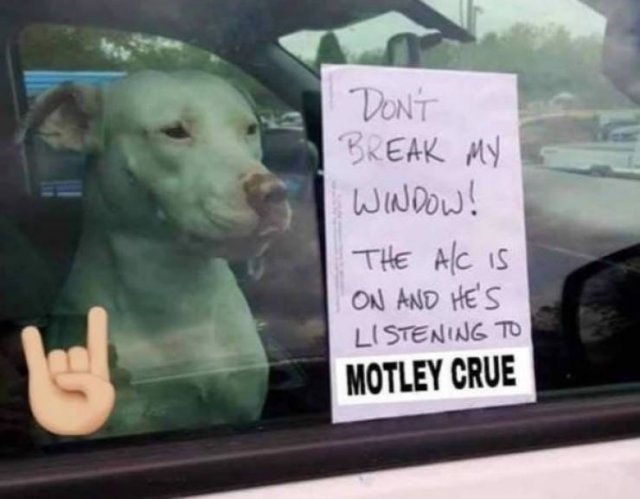 Funny Animals (51 pics)