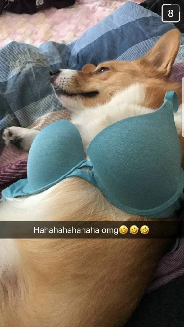 Funny Animals (51 pics)