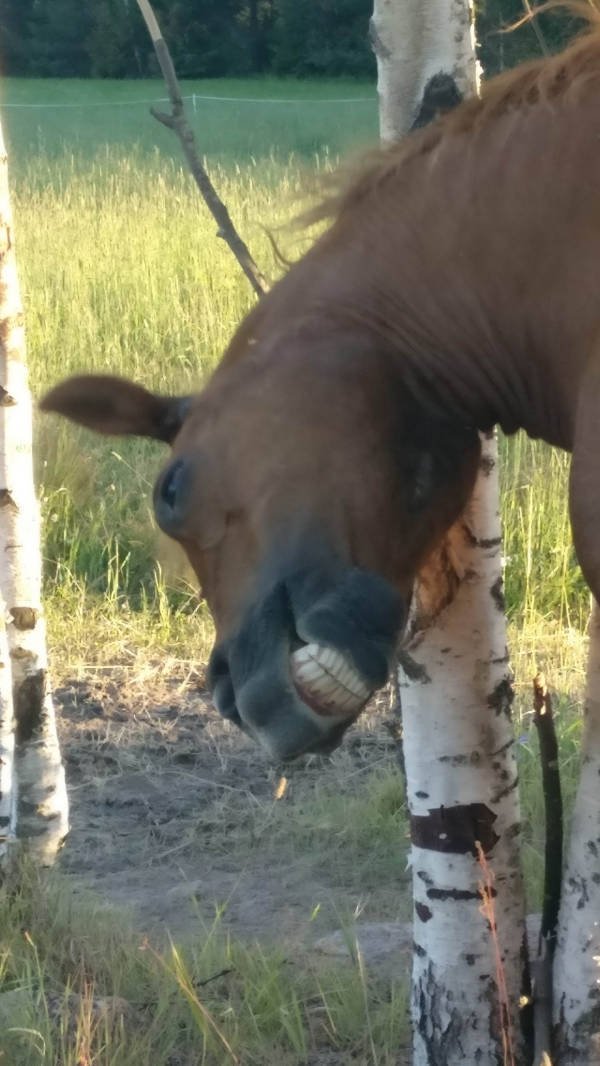 Funny Animals (51 pics)
