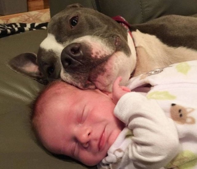 Funny Animals (51 pics)