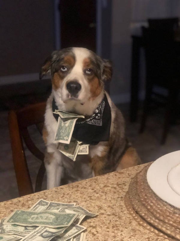 Funny Animals (51 pics)