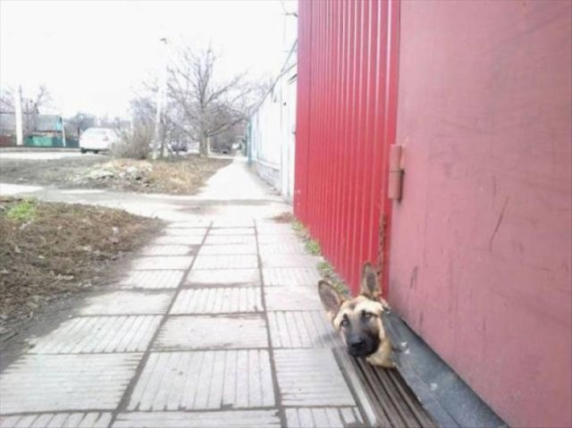 Funny Animals (51 pics)