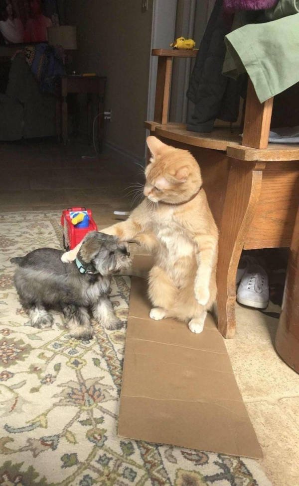 Funny Animals (51 pics)
